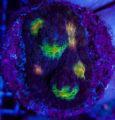 Mycedium spp. (Premium) (frag)