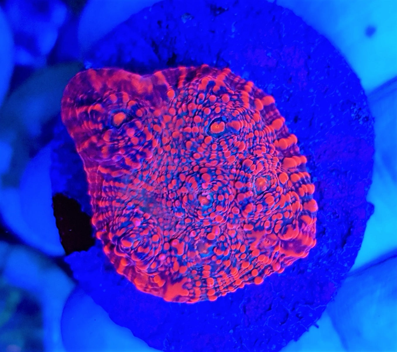 Mycedium spp. (Premium) (frag)