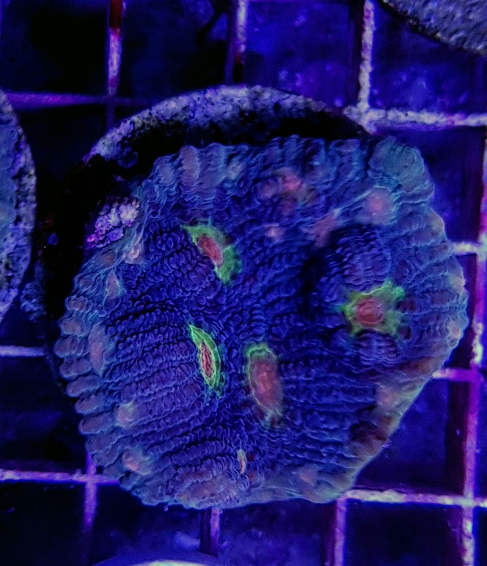 Mycedium spp. (Premium) (frag)
