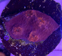 Mycedium spp. (Red) (frag)
