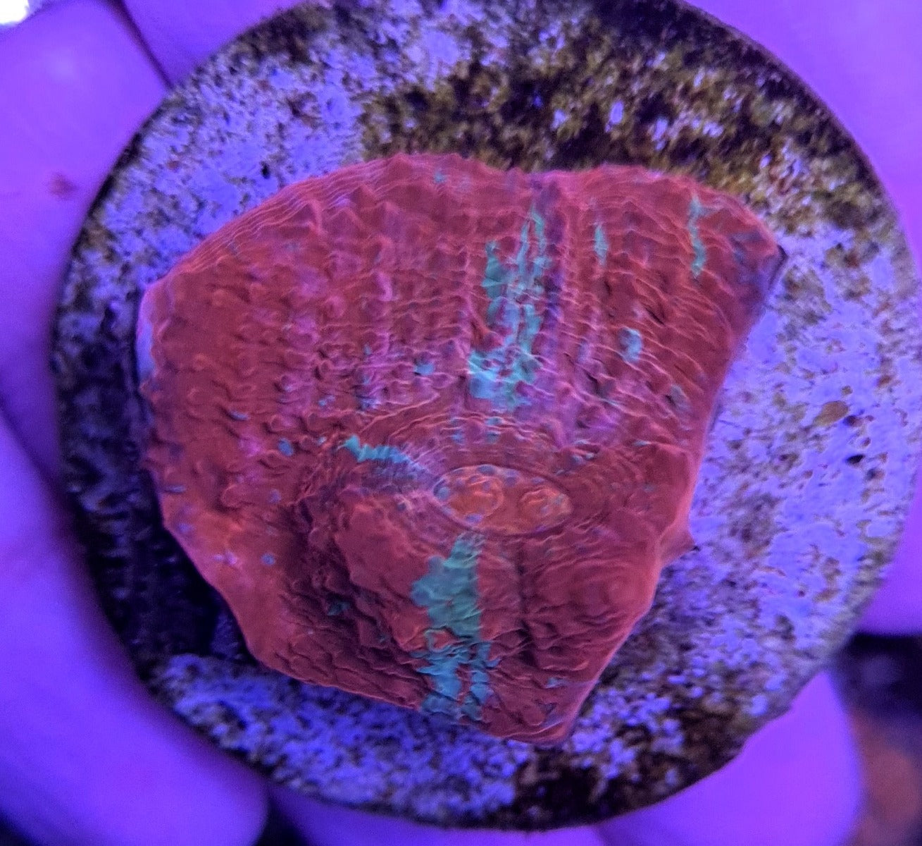 Mycedium spp. (Red) (frag)