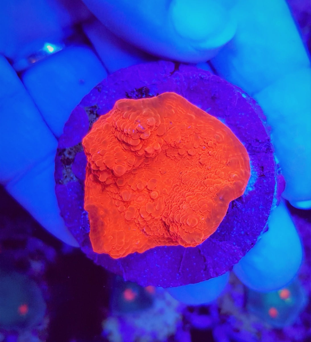 Mycedium spp. (Red) (frag)
