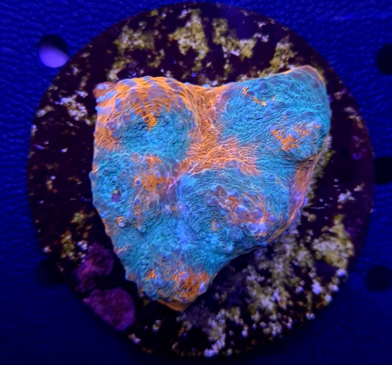 Mycedium spp. (Ultra) (frag)