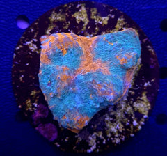 Mycedium spp. (Ultra) (frag)