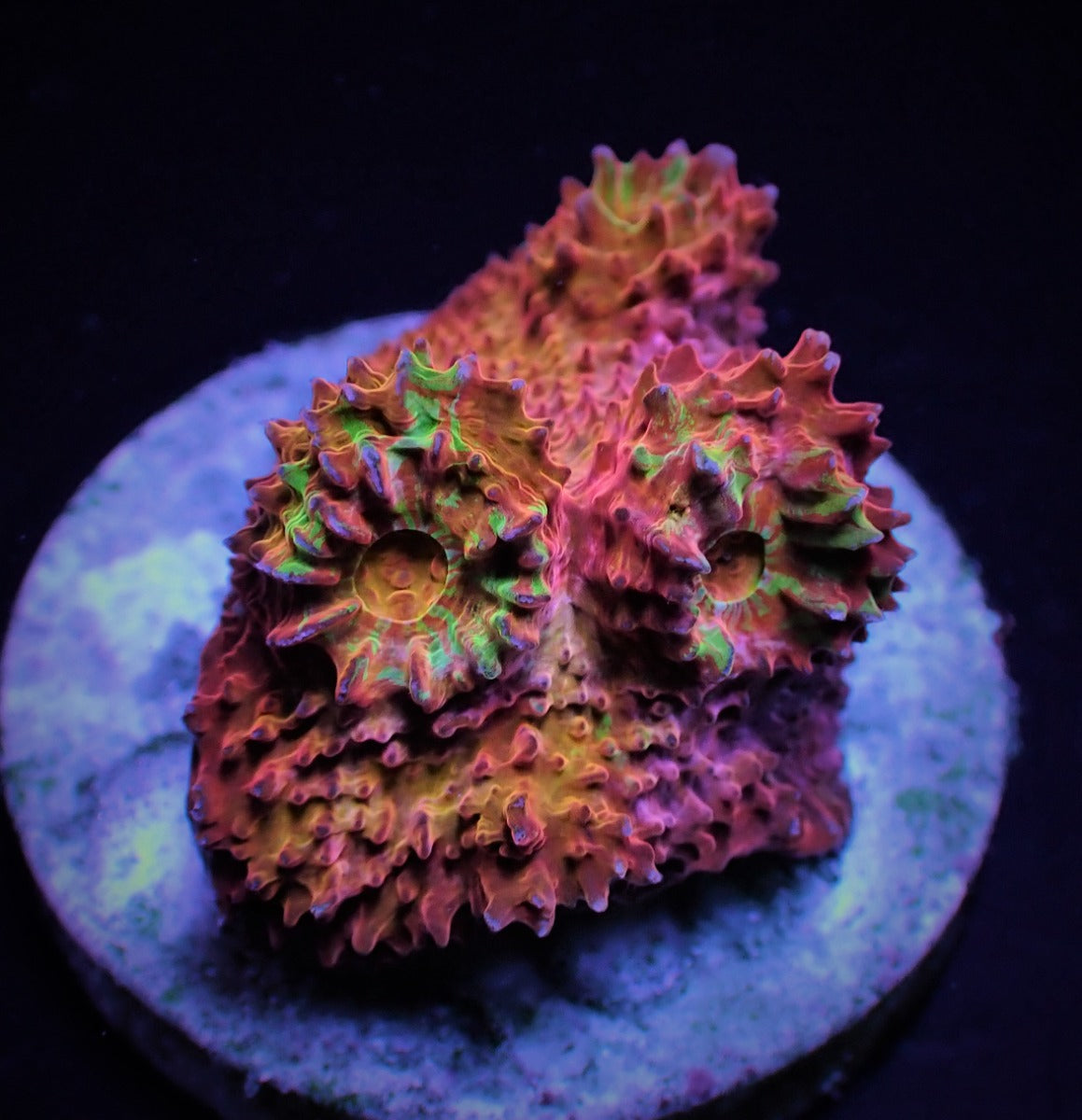 Mycedium spp. (Ultra) (frag)