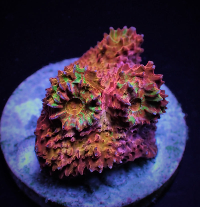 Mycedium spp. (Ultra) (frag)