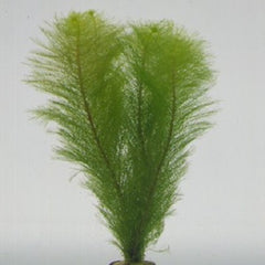 Myriophyllum pinnatum in pot