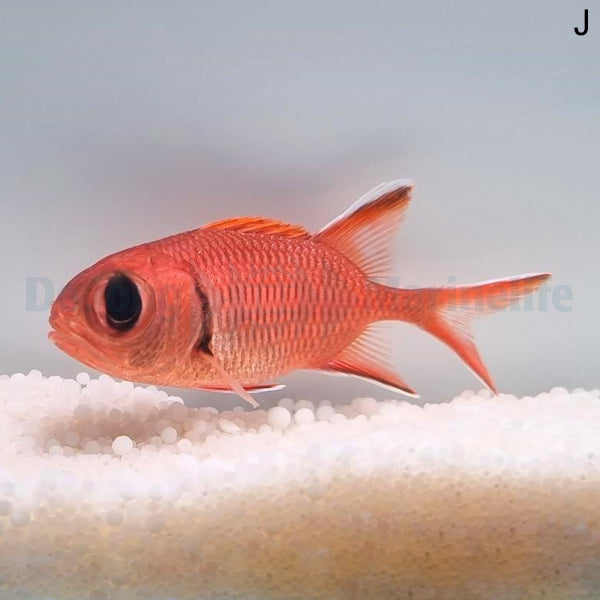 Myripristis berndti