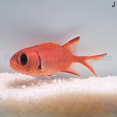 Myripristis berndti