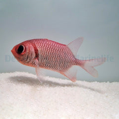 Myripristis hexagona