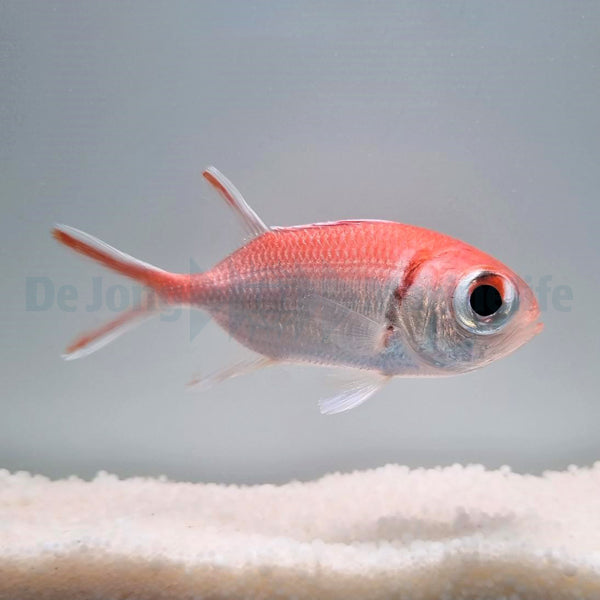 Myripristis jacobus