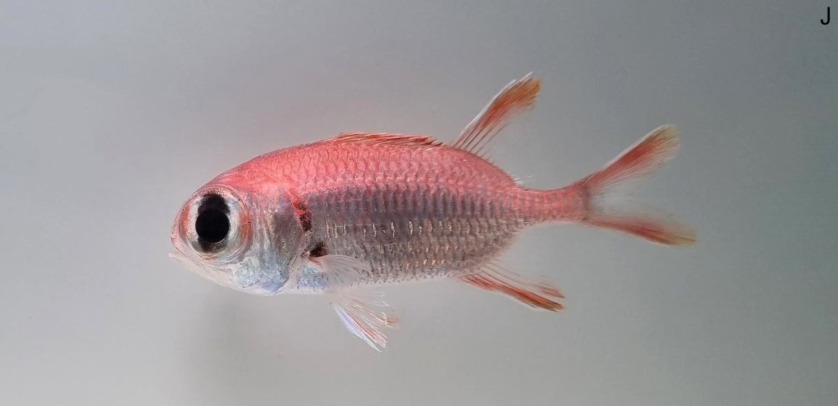 Myripristis kuntee