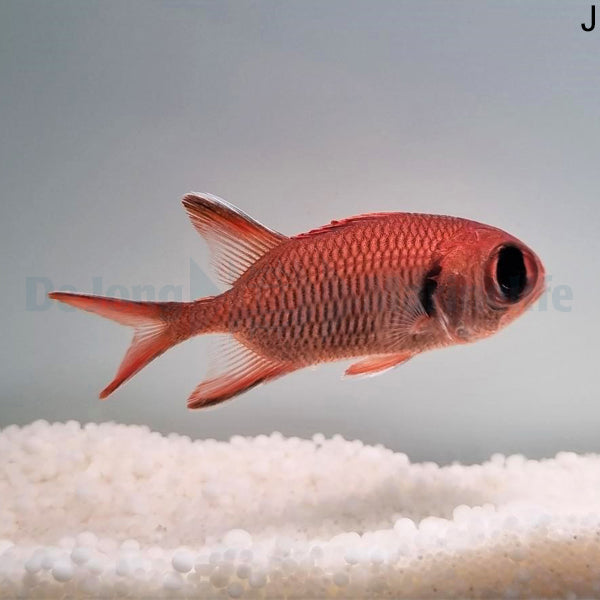 Myripristis murdjan