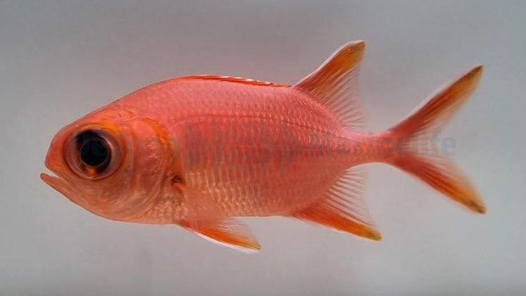 Myripristis vittata