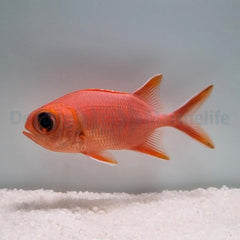 Myripristis vittata