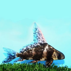 Myxocipr.asiaticus  Hoogvin algeneter SM