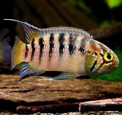 Nannacara adoketa 4-5 cm