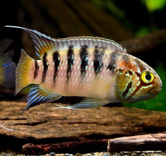 Nannacara adoketa 4-5 cm