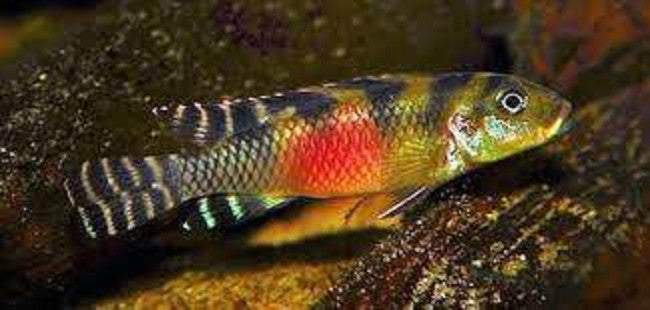 Nanochromis transvestitus 3-4 cm