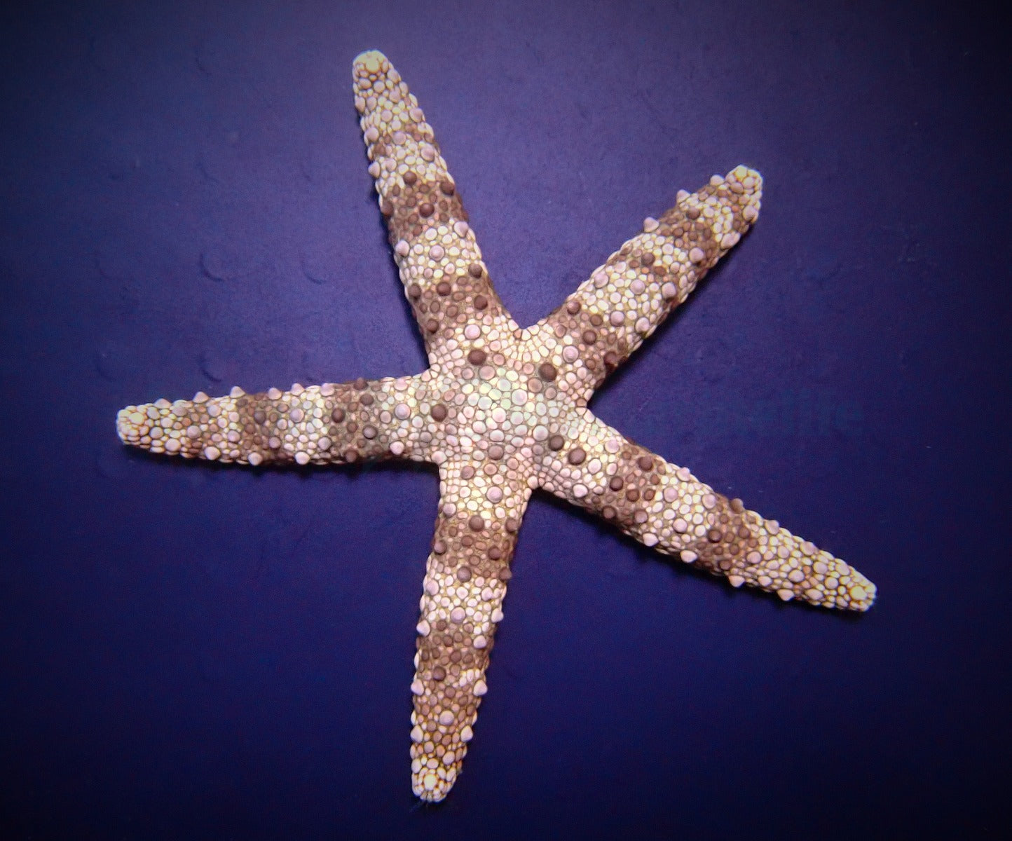 Nardoa spp.