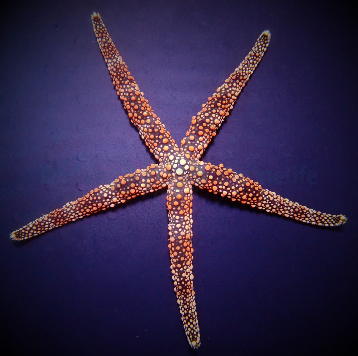 Nardoa spp.