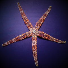 Nardoa spp.