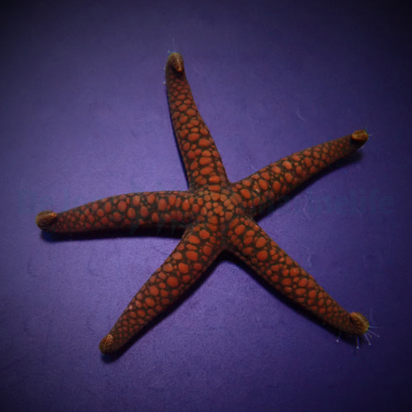 Nardoa spp.