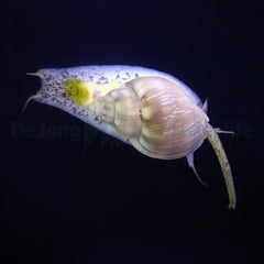 Nassarius grephiterus
