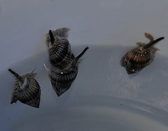 Nassarius vibex