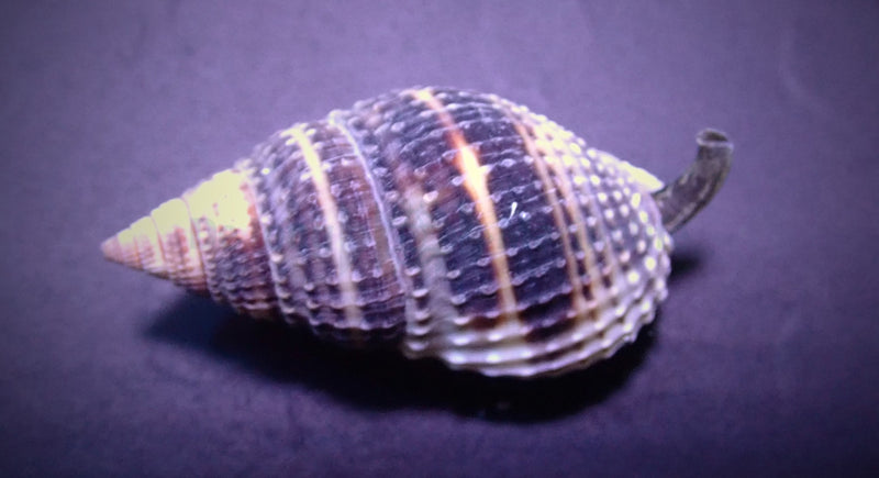 Nassarius vibex