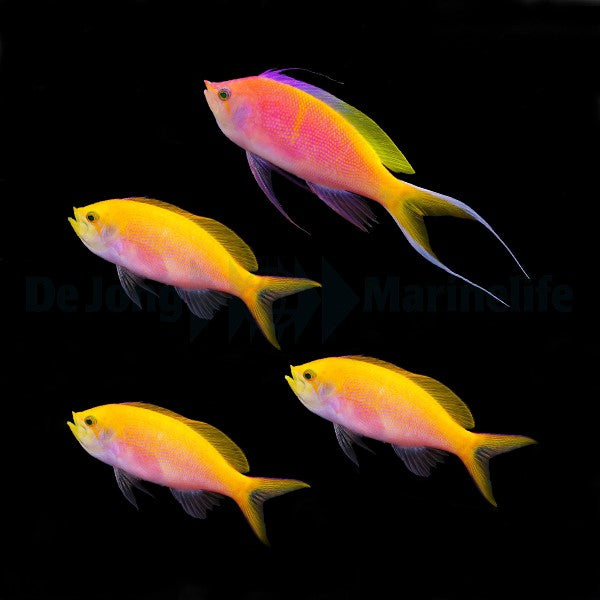 Nemanthias bartlettorum