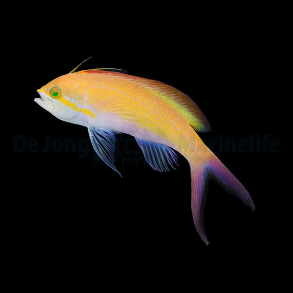 Nemanthias carberryi