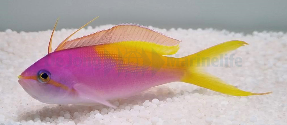 Nemanthias carberryi