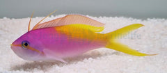 Nemanthias carberryi