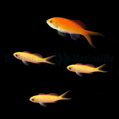 Nemanthias dispar
