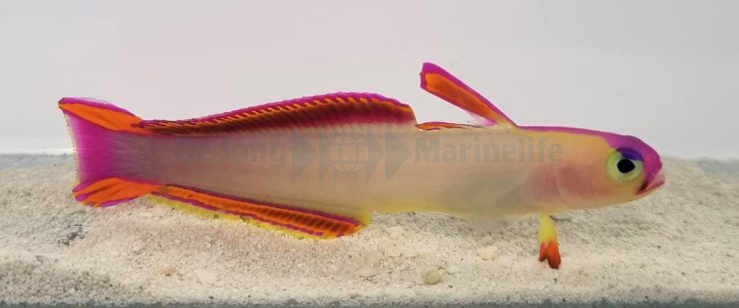 Nemateleotris decora