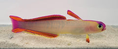 Nemateleotris decora