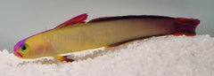 Nemateleotris exquisita