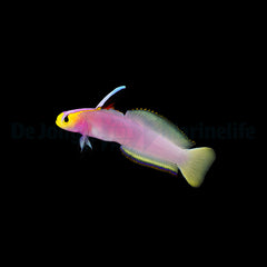 Nemateleotris helfrichi