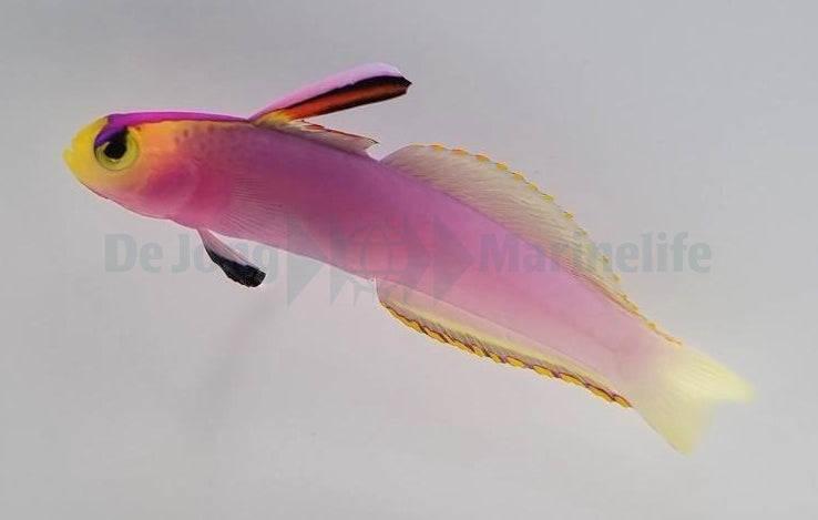 Nemateleotris helfrichi