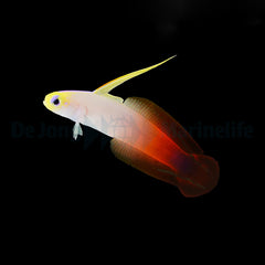 Nemateleotris magnifica (Kenya/Maldives)