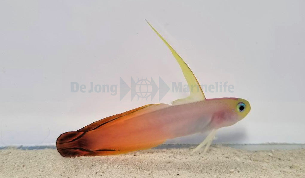 Nemateleotris magnifica (Kenya/Maldives)