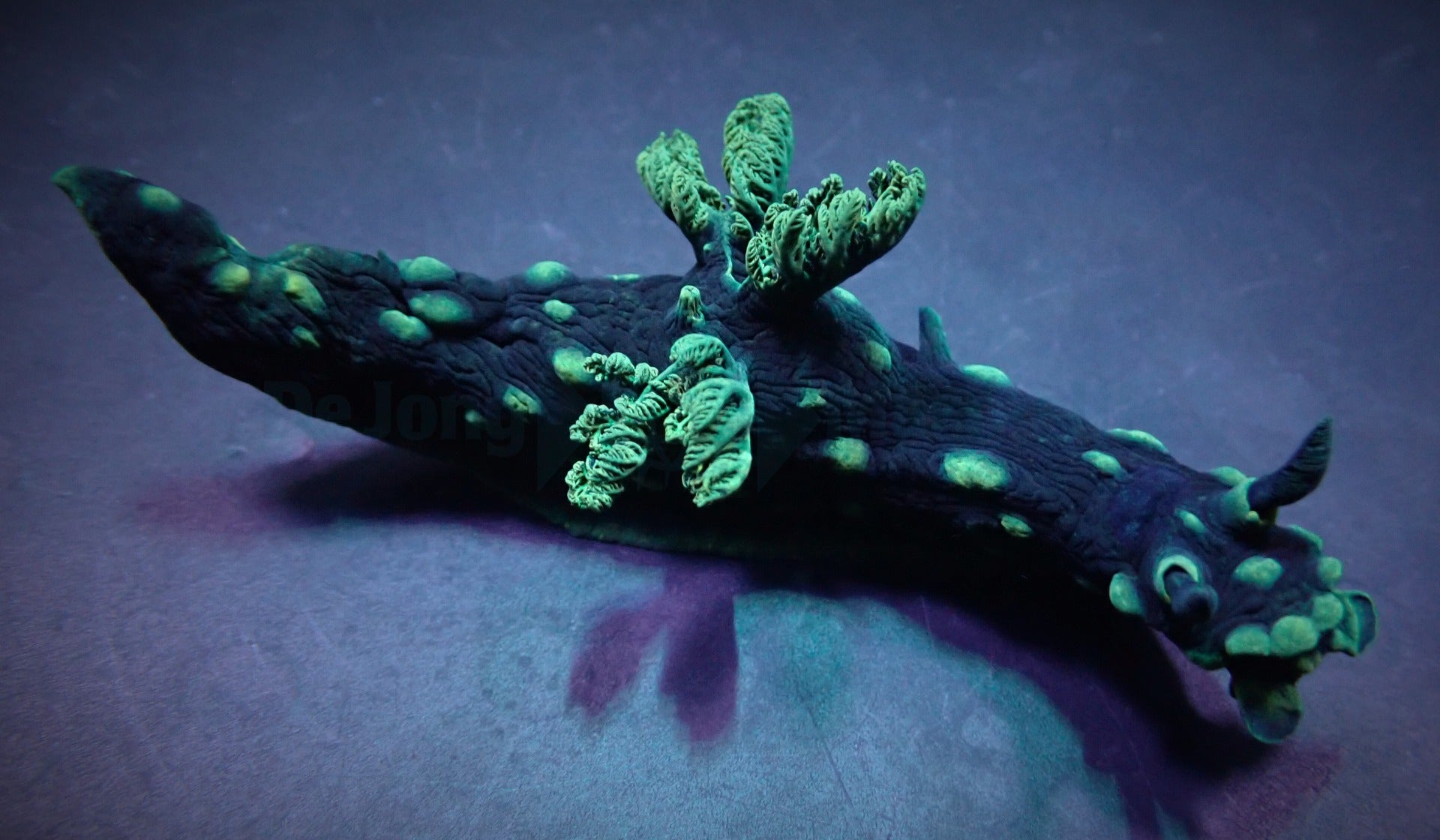 Nudibranch assorted