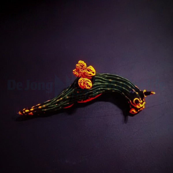 Nembrotha kubaryana