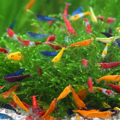 Neocaridina garnalen mix