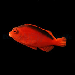 Neocirrhites armatus