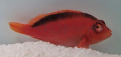 Neocirrhites armatus
