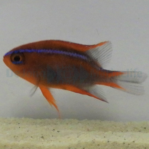 Neoglyphidodon crossi