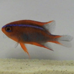 Neoglyphidodon crossi