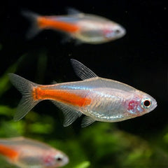 Parach.innesi Neon tetra albino M